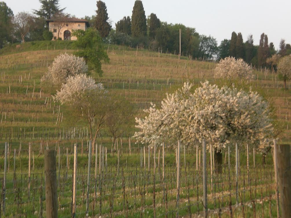 Agriturismo Giorgio Colutta Villa Manzano Exterior photo